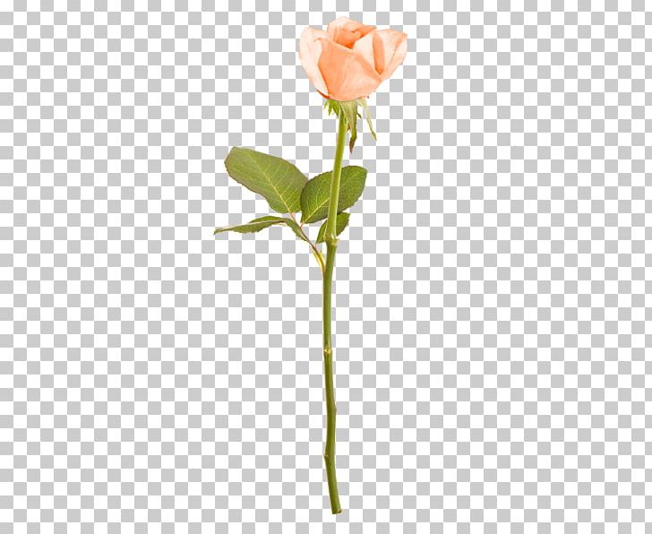 Rose Cut Flowers Floral Design Branch Plant Stem PNG Clipart Branch