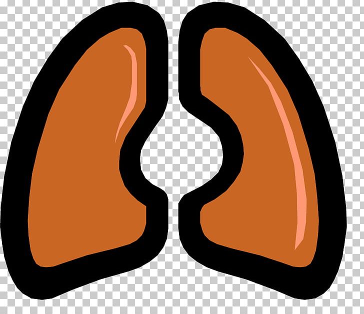 Lung Idiopathic Pulmonary Fibrosis Respiratory System Respiratory