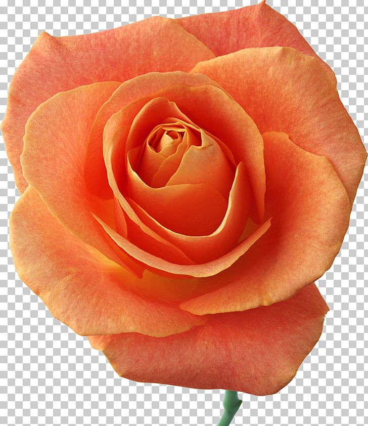 Beach Rose Cut Flowers Rosa Chinensis Png Clipart Beach Rose Closeup