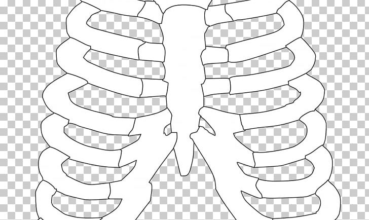 Rib Cage Human Skeleton Human Body PNG Clipart Anatomy Angle Area Arm Black And White Free