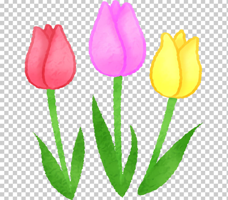 Tulip Plant Stem Cut Flowers Herbaceous Plant Petal Png Clipart