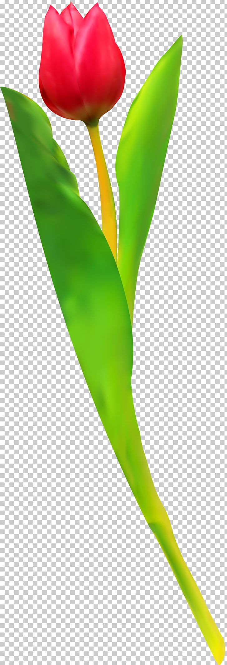 Tulip Cut Flowers Petal Plant Stem Leaf PNG Clipart Arum Beautiful