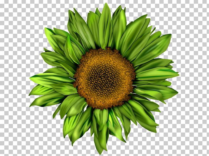 Common Sunflower Pin Brooch Red Sunflower PNG, Clipart, Aster, Body Piercing, Brooch, Common Sunflower, Daisy Family Free PNG Download