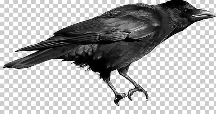 Crows PNG, Clipart, Alpha Compositing, American Crow, Animals, Beak, Bird Free PNG Download