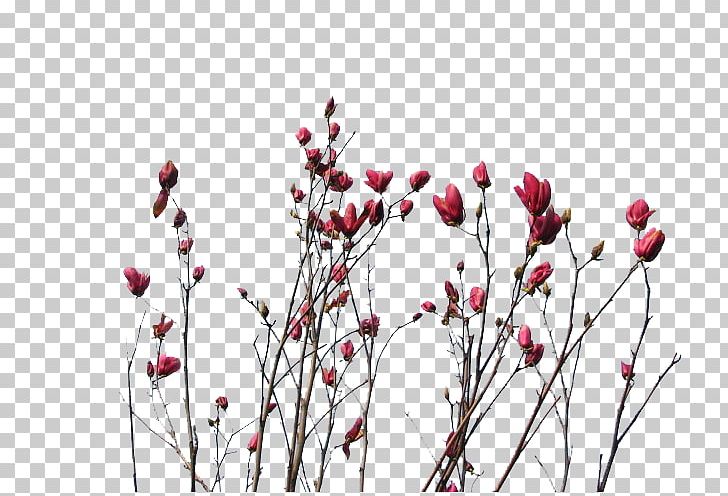 Flower Red Purple PNG, Clipart, Art, Blossom, Branch, Branches, Bud Free PNG Download