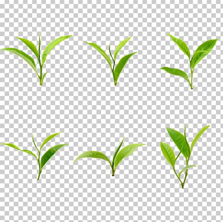 Green Leaf Grass Branch PNG, Clipart, Area, Background Green, Branch, Grass, Grasses Free PNG Download