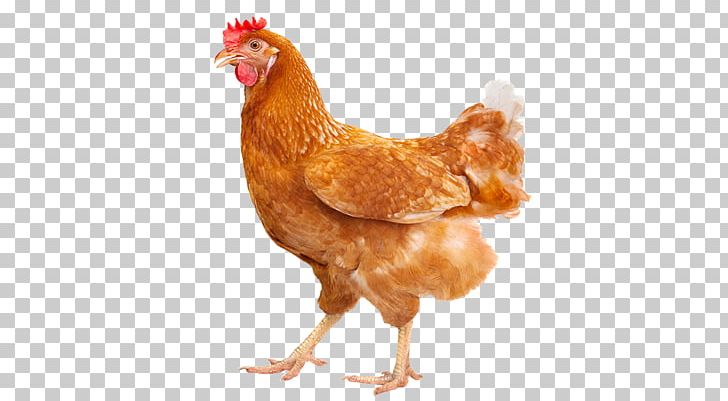 Rhode Island Red ISA Brown Leghorn Chicken Free-range Eggs PNG, Clipart, Beak, Bird, Chicken, Chicken As Food, Egg Free PNG Download
