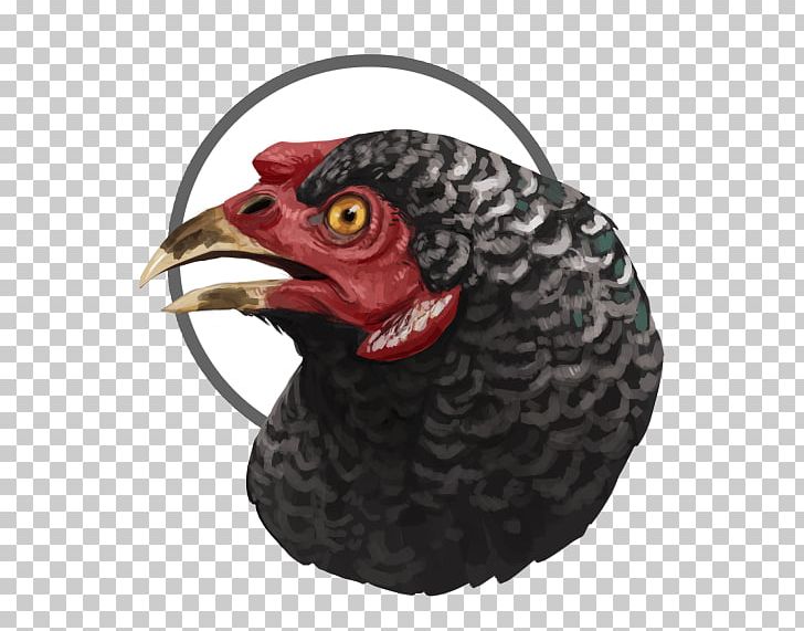 Rooster Beak PNG, Clipart, Beak, Bird, Chicken, Galliformes, Others Free PNG Download