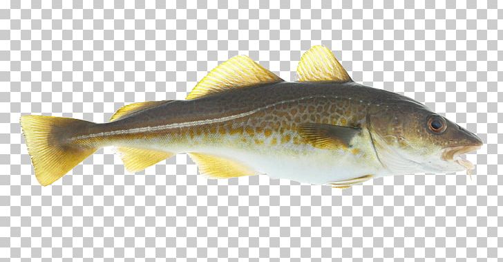Atlantic Cod Pollock Fish Haddock PNG, Clipart, Atlantic Cod, Barramundi, Bass, Bony Fish, Cod Free PNG Download