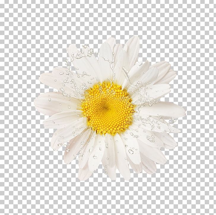 Common Sunflower PNG, Clipart, Chrysanths, Daisy Family, Drop, Flower, Flower Arranging Free PNG Download