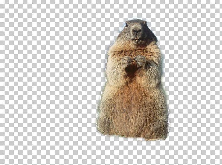 Himalayan Cat Alpine Marmot Squirrel Prairie Dog Kitten PNG, Clipart, Alpine Marmot, Animal, Animals, Cat, Desktop Wallpaper Free PNG Download