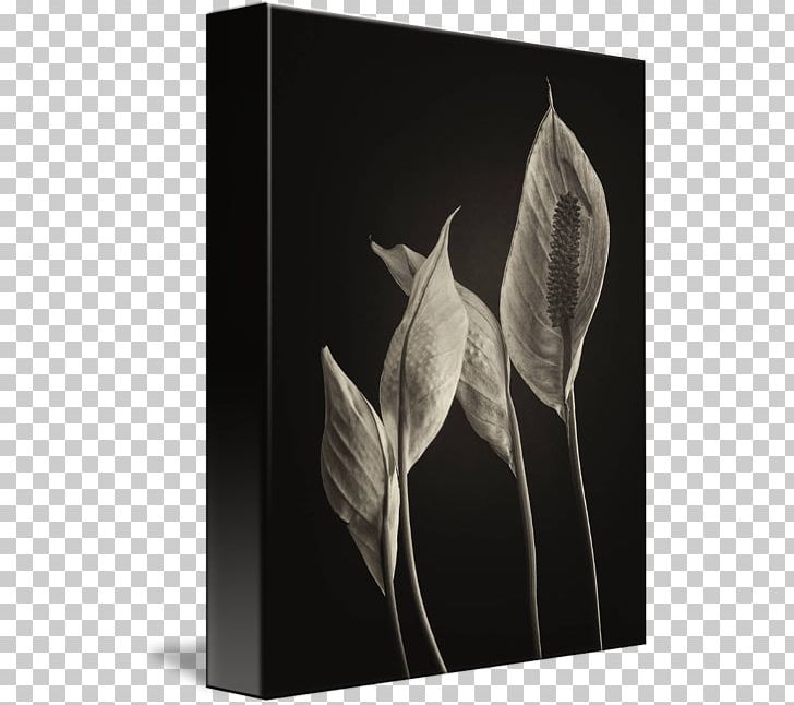 Peace Lily Fine Art Photography Work Of Art PNG, Clipart, Art, Black And White, Discover Card, Fine Art, Flower Free PNG Download