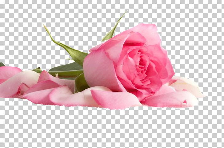 Pink Flowers Pink Flowers Beach Rose Color PNG, Clipart, Beach Rose, Closeup, Color, Cut Flowers, Floral Design Free PNG Download