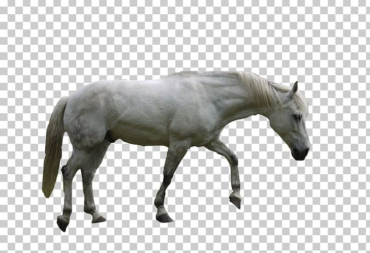 Andalusian Horse Arabian Horse Pony Mustang Mare PNG, Clipart, Andalusian Horse, Arabian Horse, Black, Colt, Desktop Wallpaper Free PNG Download