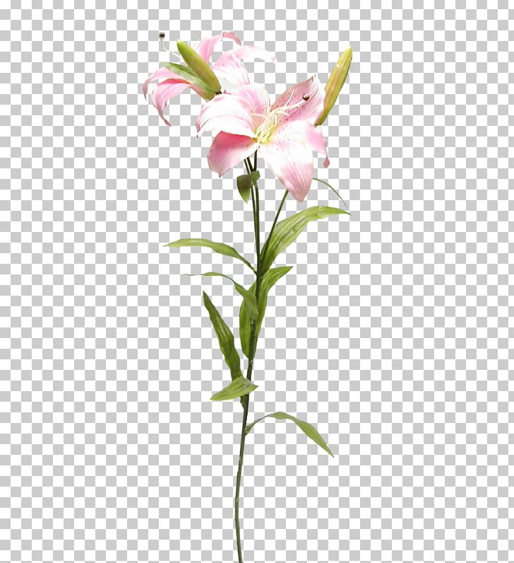 Cut Flowers Lilium Lily Of The Incas PNG, Clipart, Alstroemeriaceae, Email, Flower, Flowering Plant, Herbaceous Plant Free PNG Download