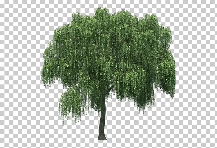 Landscape Tree Plant Salix Matsudana PNG, Clipart, Agac, Agac Resimleri, Evergreen, Gorselleri, Grass Free PNG Download