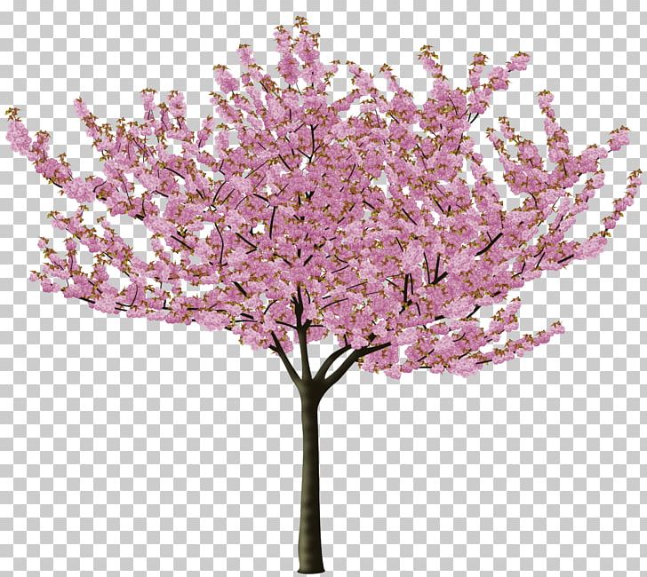 Cherry Blossom Tree Flower PNG, Clipart, Almond, Blossom, Branch, Cerasus, Cherry Free PNG Download