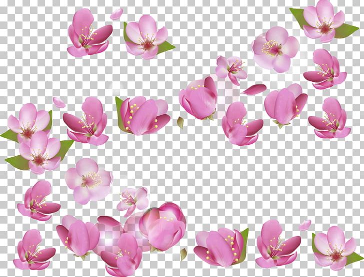 National Cherry Blossom Festival PNG, Clipart, Blossoms, Blossoms Vector, Cerasus, Cherry, Cherry Blossom Free PNG Download