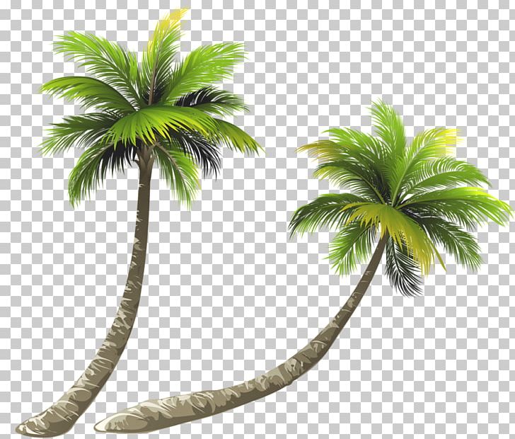 Arecaceae Coconut Illustration PNG, Clipart, Arecaceae, Arecales, Asian Palmyra Palm, Bent, Christmas Tree Free PNG Download