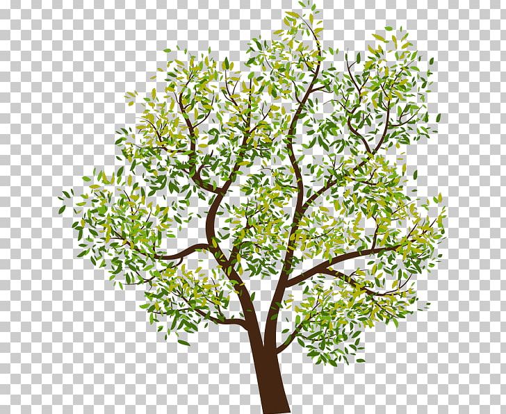 Tree PNG, Clipart, Agac, Branch, Cottonwood, Download, Drawing Free PNG Download