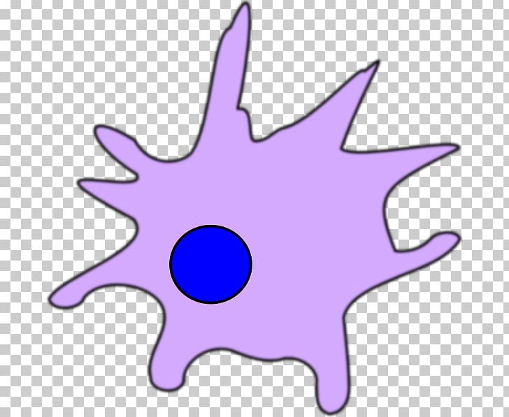 dendritic cell cartoon