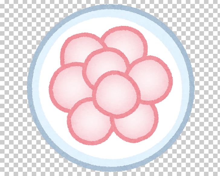 Zygote Fertilisation Egg Cell Egg Cell PNG, Clipart, Cell, Cell Division, Circle, Egg, Egg Cell Free PNG Download