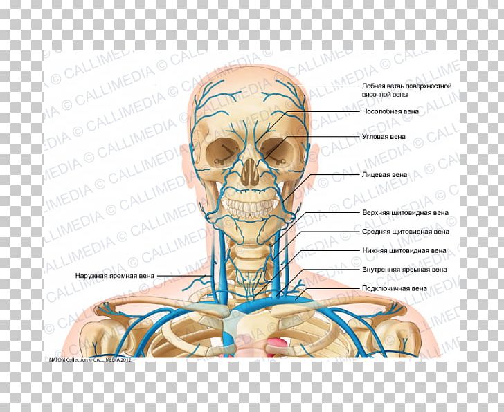 Head And Neck Anatomy Anterior Jugular Vein Png Clipart