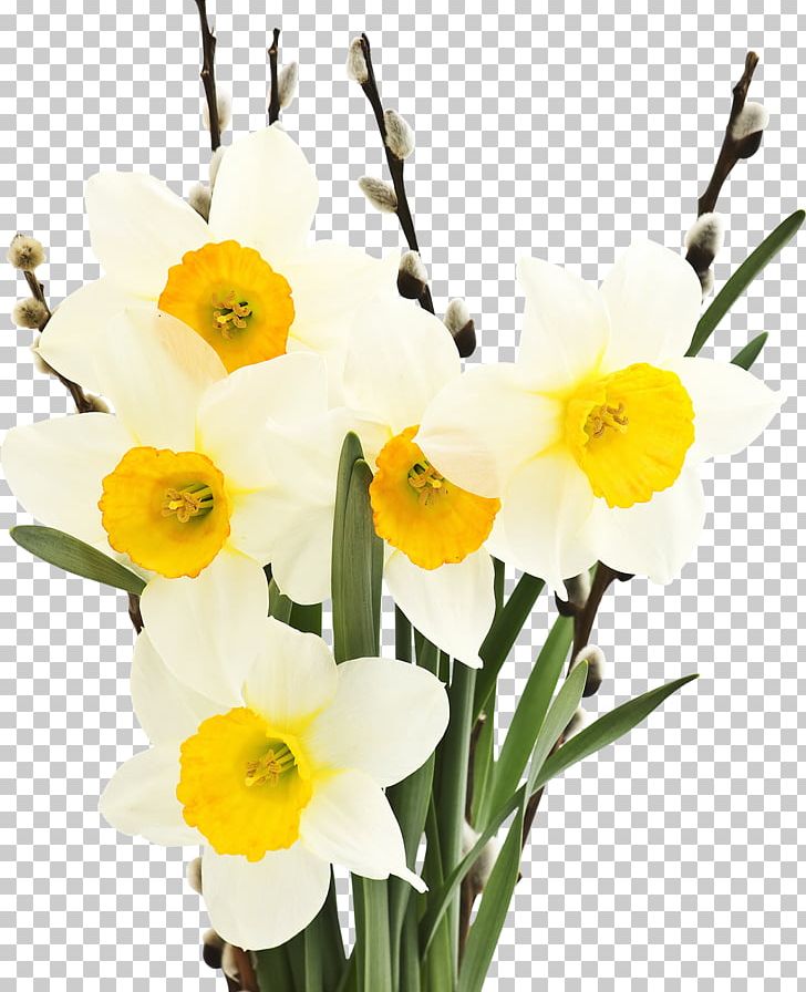 Narcissus Tazetta Flower Bulb Petal Tulip PNG, Clipart, Amaryllidaceae, Amaryllis Family, Bulb, Cut Flowers, Daffodil Free PNG Download