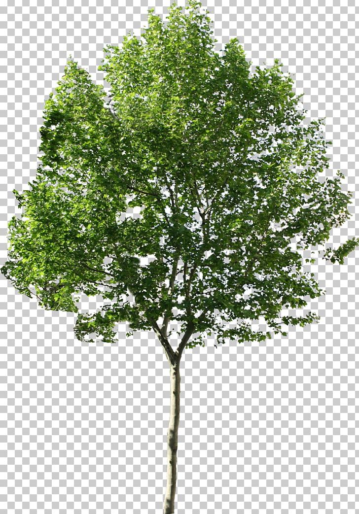 Tree Computer Icons PNG, Clipart, Birch, Branch, Computer Graphics, Computer Icons, Nature Free PNG Download