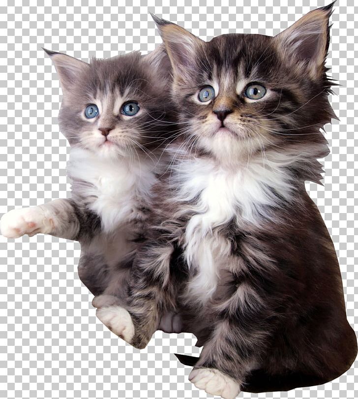 Maine Coon Kitten Munchkin Cat Pet Sitting Raccoon PNG, Clipart, American Wirehair, Animal, Animals, Animal Shelter, Calico Cat Free PNG Download