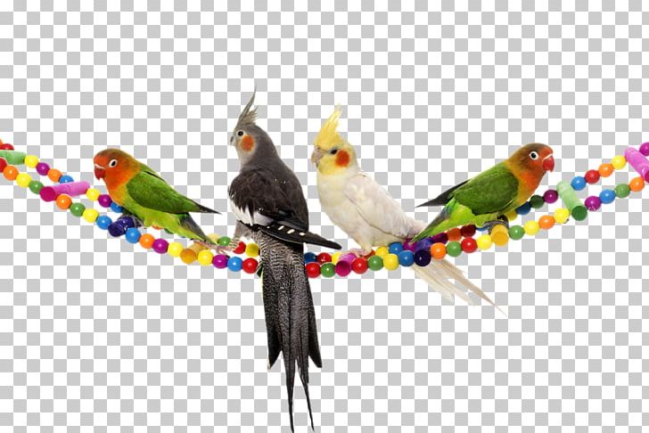Cockatiel Lovebird Budgerigar Cockatoo PNG, Clipart, Animal, Animals, Animal World, Beak, Bird Free PNG Download