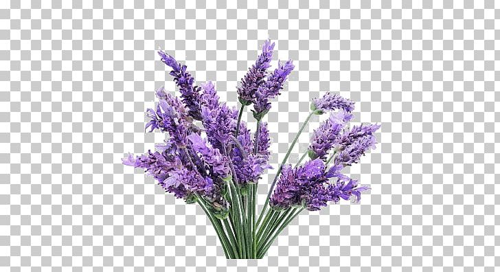 English Lavender Lavender Oil Plant Lavandula Latifolia French Lavender PNG, Clipart, Artificial Flower, Cut Flowers, English Lavender, Essential Oil, Flower Free PNG Download