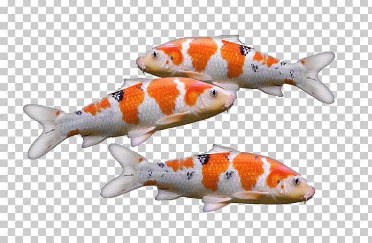 Koi Goldfish Carp Aquarium PNG, Clipart, Animals, Aquarium, Aquarium Fish Feed, Carp, Common Carp Free PNG Download