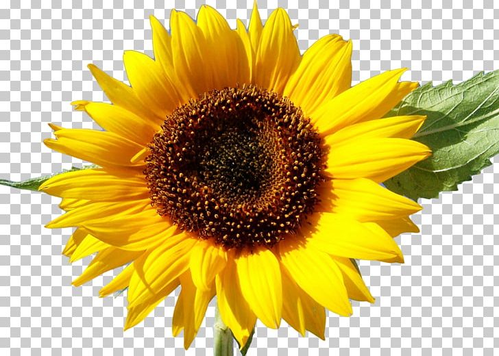 Stock Photography Common Sunflower Desktop PNG, Clipart, Annual Plant, Common Sunflower, Daisy Family, Depositphotos, Desktop Wallpaper Free PNG Download