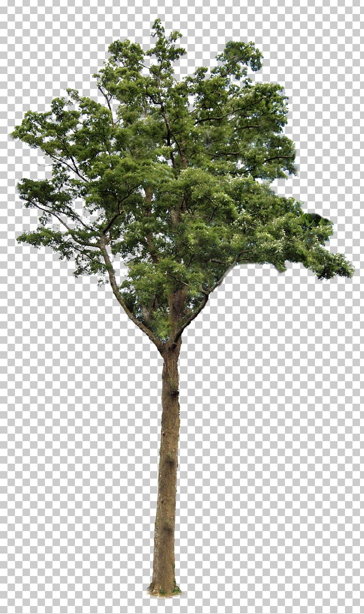Tree Root PNG, Clipart, Black Locust, Branch, Desktop Wallpaper, Evergreen, Girdling Free PNG Download