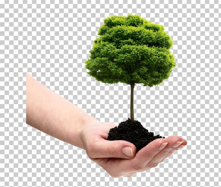 Dujets Tree Experts Inc. Tree Planting Arborist Shrub PNG, Clipart, Arborist, Dujets Tree Experts Inc, Evergreen, Experts, Flowerpot Free PNG Download