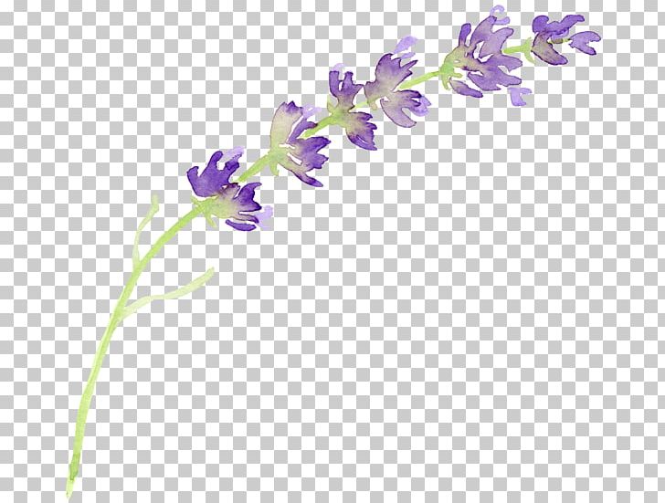 English Lavender Flower Watercolor Painting PNG, Clipart, Clip Art, Color, Cut Flowers, English Lavender, Flora Free PNG Download