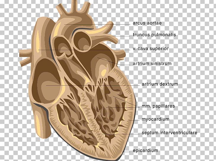 Heart Venn Diagram Anatomy PNG, Clipart, Anatomy, Aorta, Bone, Circulatory System, Diagram Free PNG Download