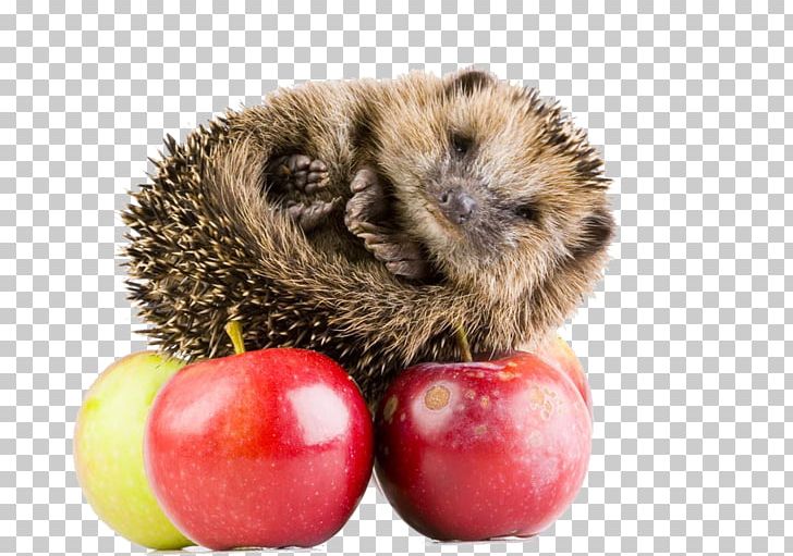 Hedgehog Hxe9risson Stock Photography PNG, Clipart, Animal, Animals, Apple, Apple Fruit, Apple Logo Free PNG Download