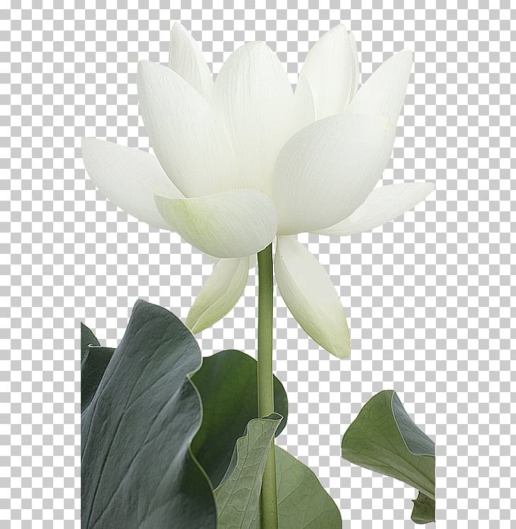 Nelumbo Nucifera White Flower Painting Petal PNG, Clipart, Aquatic Plant, Clothes Horse, Flower, Flowering Plant, Lotos Free PNG Download