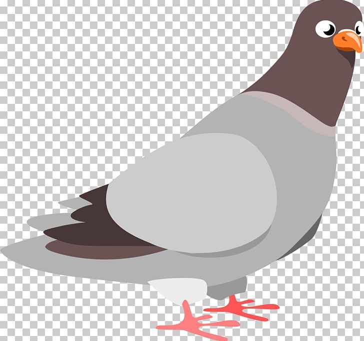 Pigeon PNG, Clipart, Pigeon Free PNG Download