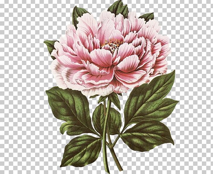 New York Botanical Garden Botanical Illustration Botany Tree Peony PNG, Clipart, Botanical Illustration, Botanical Illustrator, Botany, Chrysanths, Cut Flowers Free PNG Download