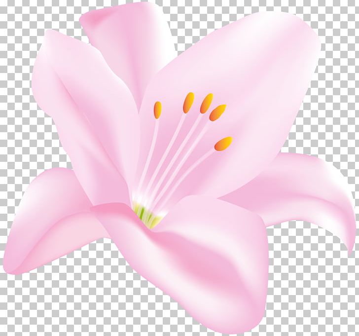 Petal Blossom Herbaceous Plant PNG, Clipart, Blossom, Clip Art, Clipart, Closeup, Flower Free PNG Download