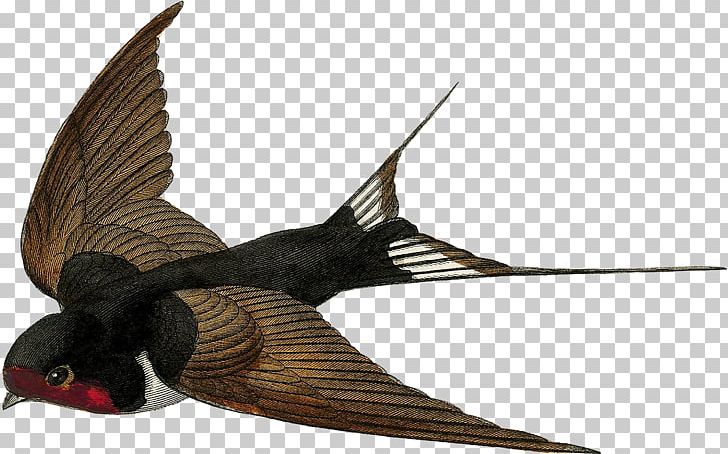 Barn Swallow Bird Flight Swifts PNG, Clipart, Animals, Barn Swallow, Beak, Bird, Bird Flight Free PNG Download