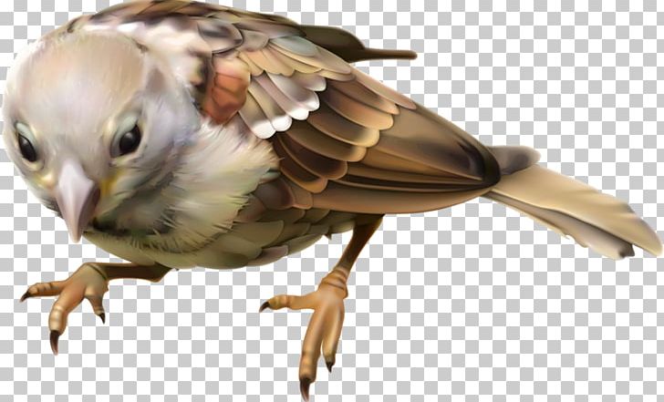 Beak Fauna Feather Wing Wildlife PNG, Clipart, Animals, Beak, Bird, Birds, Fauna Free PNG Download