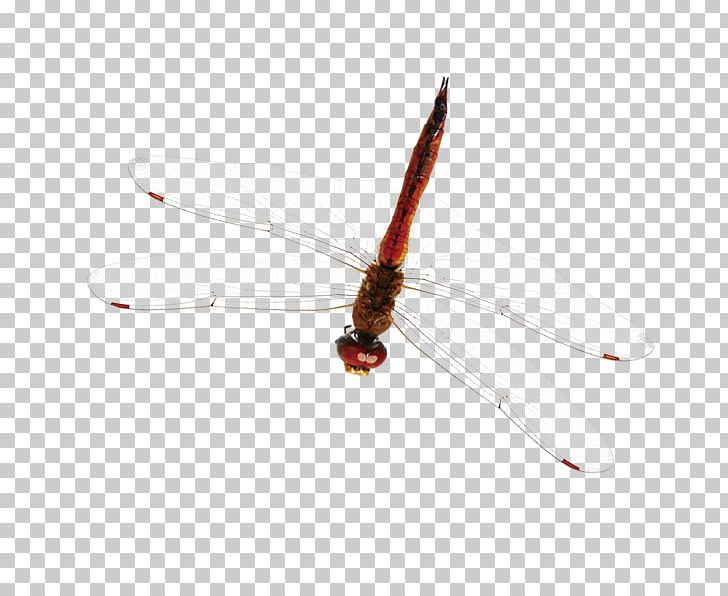 Brown PNG, Clipart, Animal, Brown, Dragonfly, Insects, Line Free PNG Download