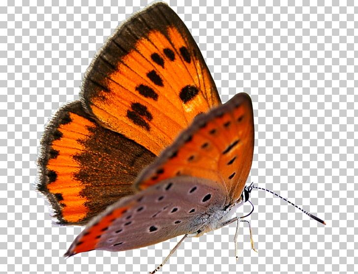 Butterfly Data Compression PNG, Clipart, Arthropod, Brush Footed Butterfly, Butterflies And Moths, Butterfly, Computer Font Free PNG Download