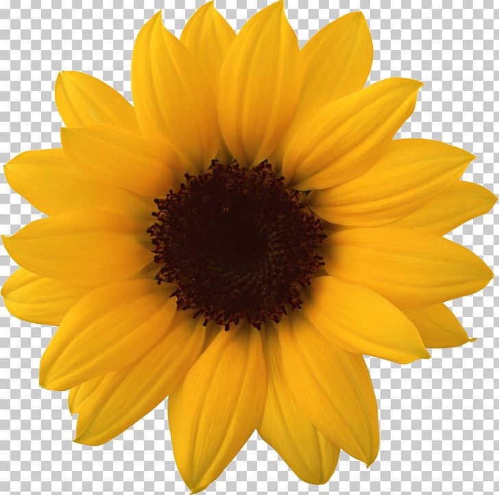 Common Sunflower PNG, Clipart, Common Sunflower, Daisy Family, Desktop Wallpaper, Display Resolution, Download Free PNG Download