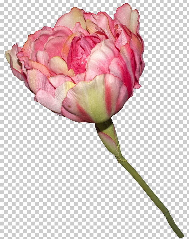 Garden Roses Raw Format PNG, Clipart, Albom, Bud, Cut Flowers, Drawing, Flower Free PNG Download