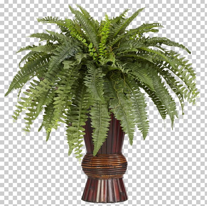 Nephrolepis Exaltata Fern Bamboo Silk Vine PNG, Clipart, Arecales, Bamboo, Date Palm, Devils Ivy, Evergreen Free PNG Download